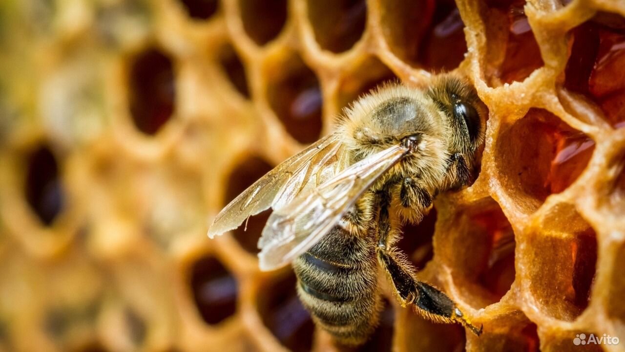 Продам пчел, пасеку, ульи, пчелосемьи купить на Зозу.ру - фотография № 6