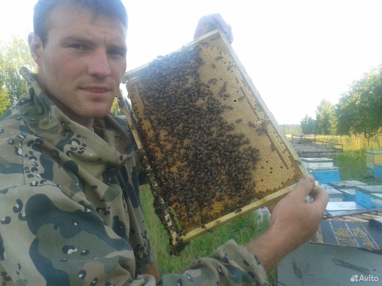Купить пчел воронежская. Белорусские пчеловоды. Пчеловодство в Воронежской области.