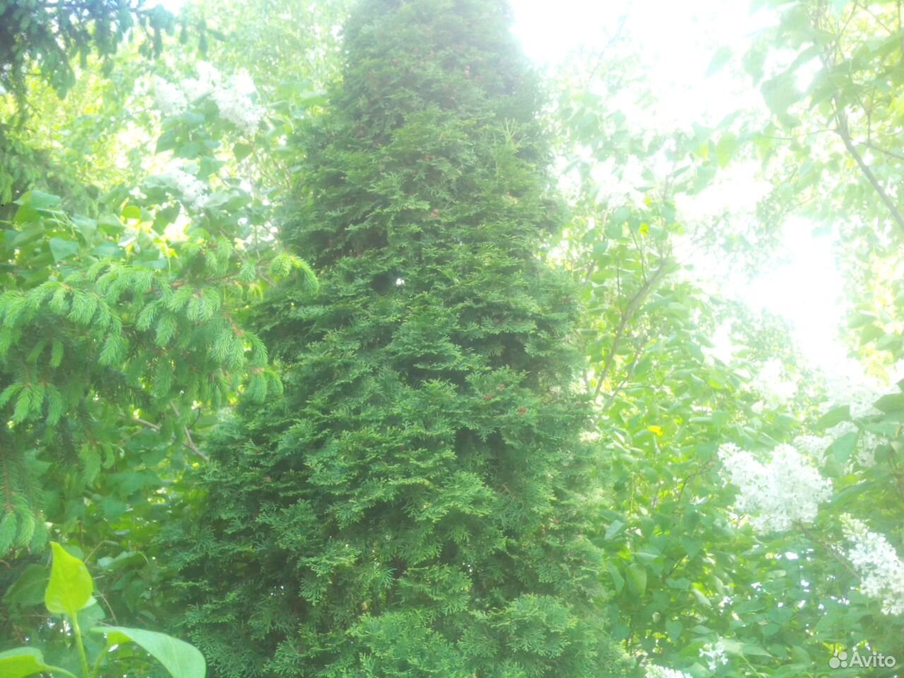 Туя западная Смарагд Н 6 м. Красивое дерево купить на Зозу.ру - фотография № 2