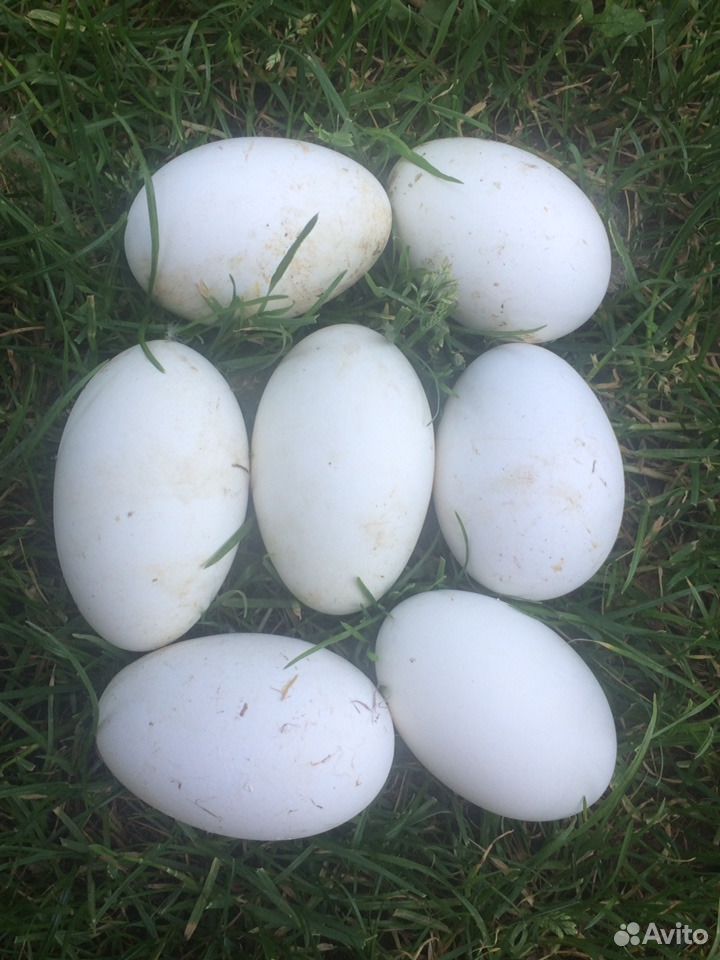 Гусиные яйца купить на Зозу.ру - фотография № 1