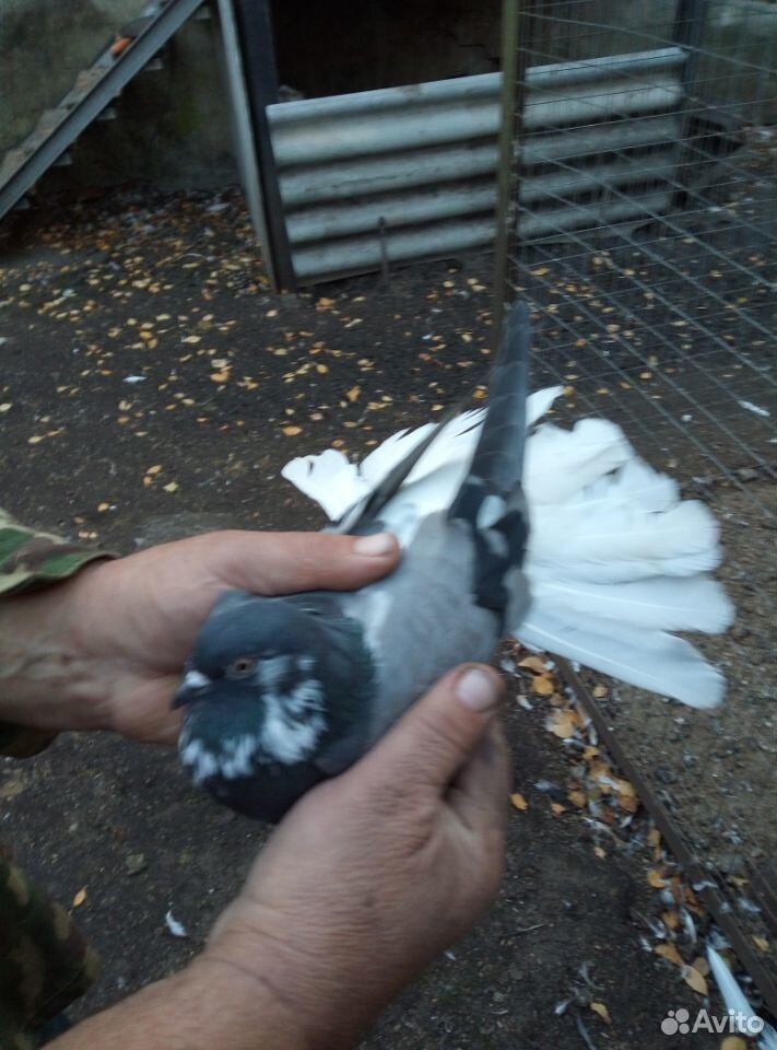 Продаются николаевские голуби купить на Зозу.ру - фотография № 6
