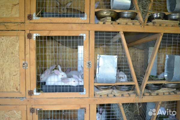 Клетки для кроликов по вашим размерам купить на Зозу.ру - фотография № 1