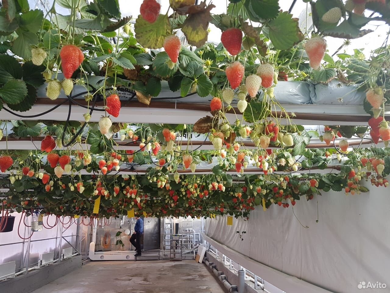 Кокосовая Сетка Для Клубники Купить