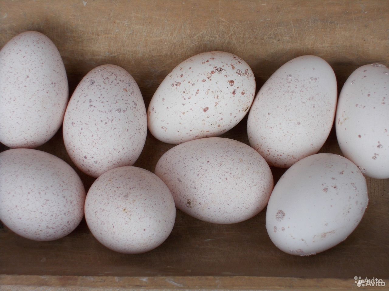 Купить инкубационное яйцо в свердловской области. Купить инкубационное яйцо в Костромской области.