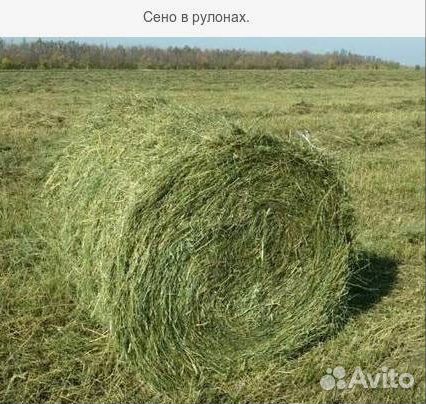 Продаётся сено-люцерна купить на Зозу.ру - фотография № 1