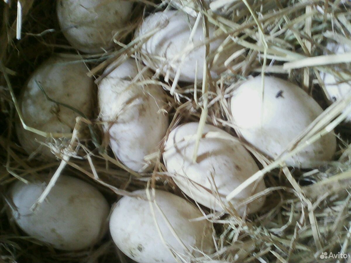 Инкубационное яйцо гусей линда купить на Зозу.ру - фотография № 2