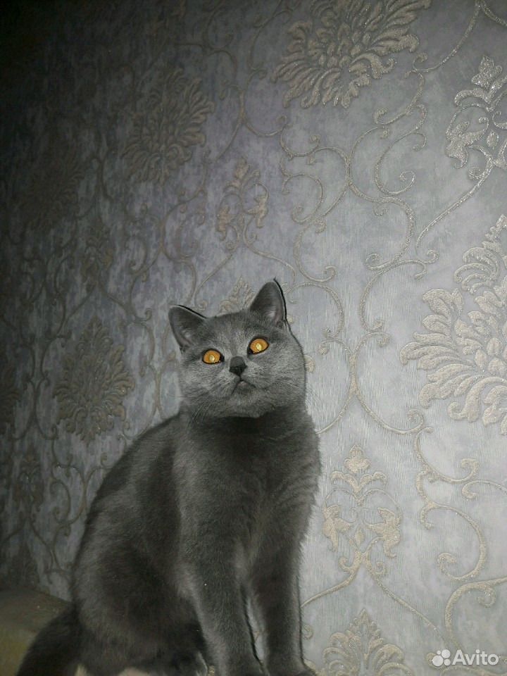 Британские котята купить на Зозу.ру - фотография № 6