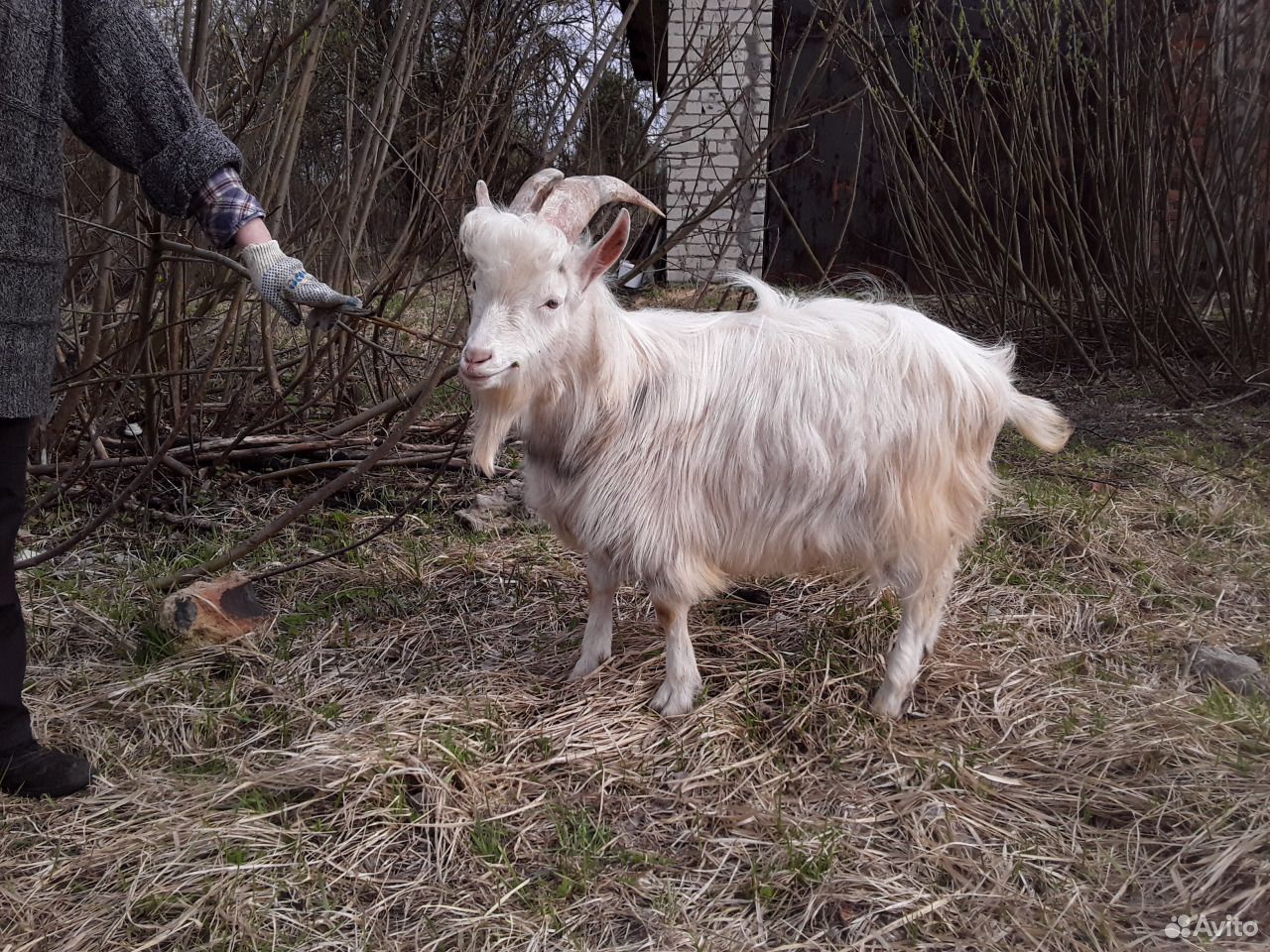Продаётся козёл на племя купить на Зозу.ру - фотография № 2