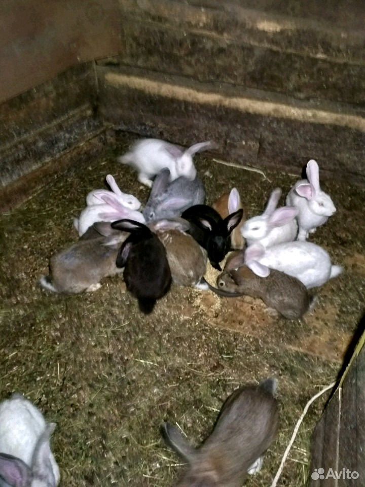 Кролики мясных пород купить на Зозу.ру - фотография № 10