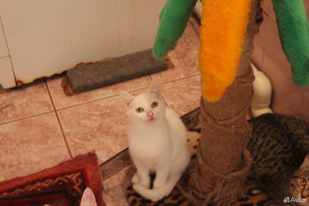 Кастрированный кот Рафинад купить на Зозу.ру - фотография № 6