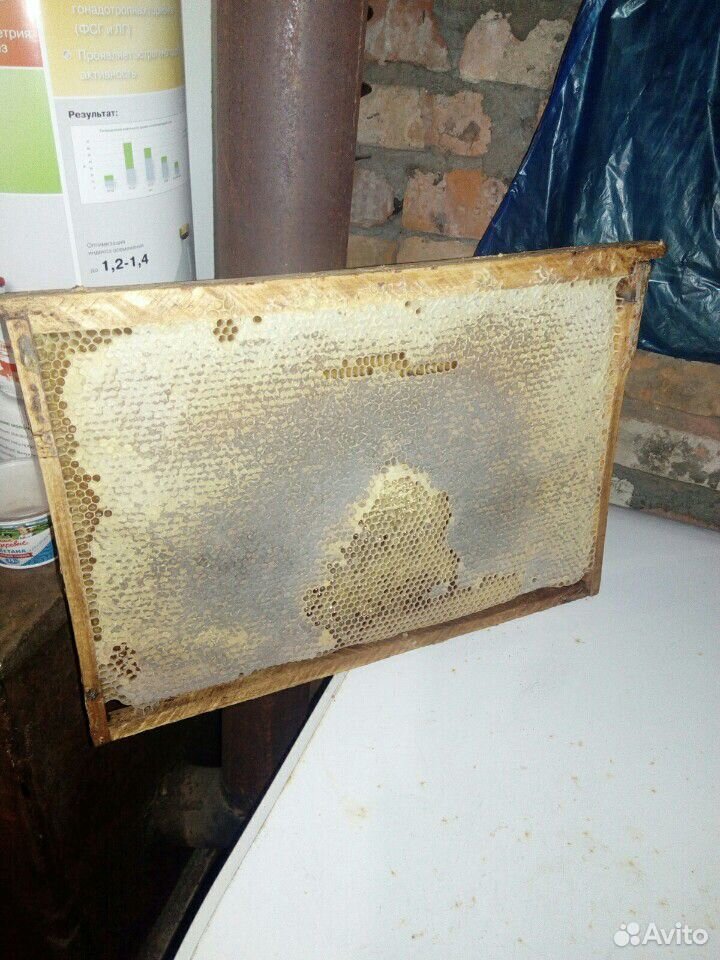 Продам мед купить на Зозу.ру - фотография № 6