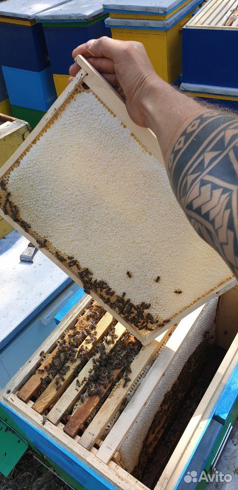 Натуральный мёд от производителя купить на Зозу.ру - фотография № 3