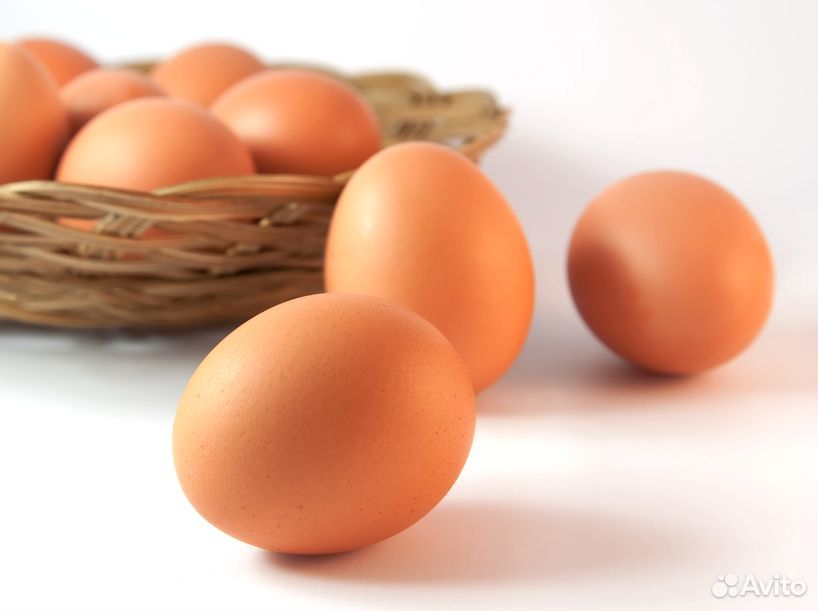 Куриное яйцо домашнее купить на Зозу.ру - фотография № 1