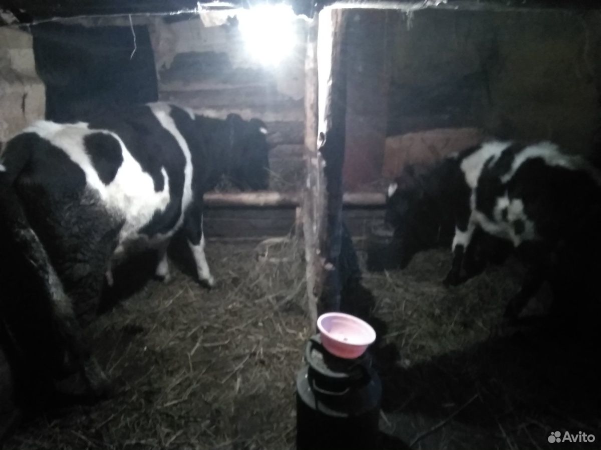 Продается корова двух годовалая и тёлочек год и дв купить на Зозу.ру - фотография № 3