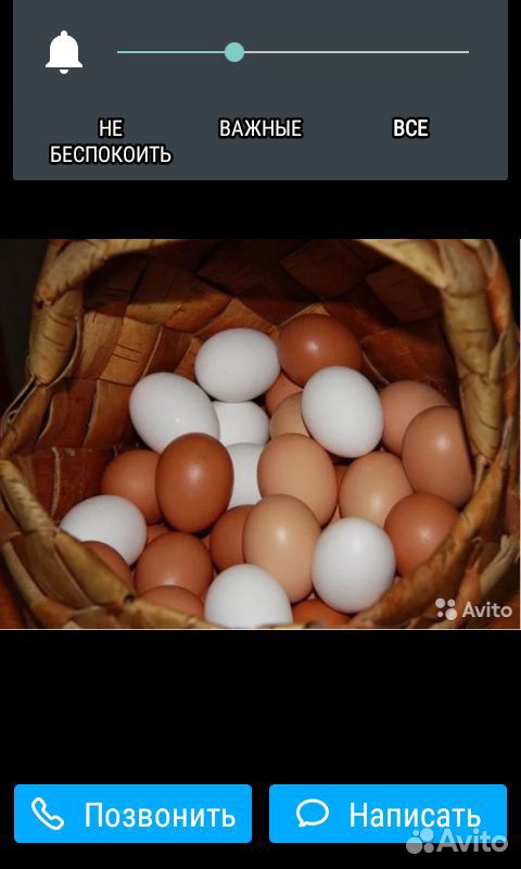 Продам яйца купить на Зозу.ру - фотография № 1