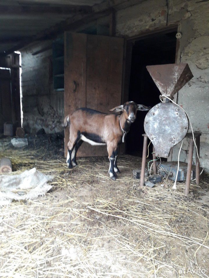 Нубийский козел,коза и козочки купить на Зозу.ру - фотография № 5
