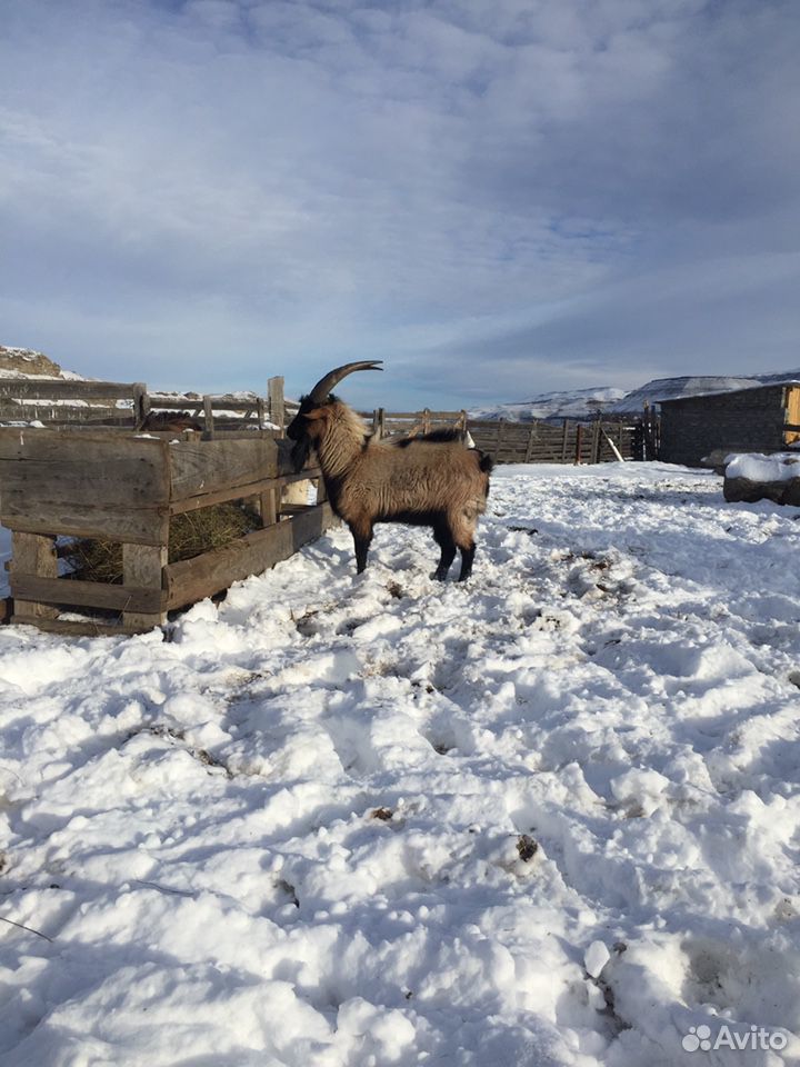 Козел карачаевской породы козел козлотур купить на Зозу.ру - фотография № 1