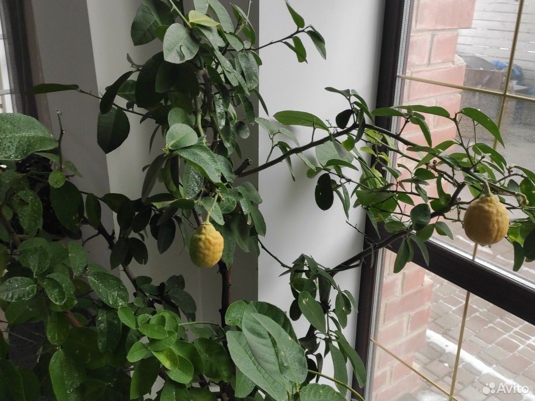 Плодоносящий лимон, лимонное дерево купить на Зозу.ру - фотография № 2