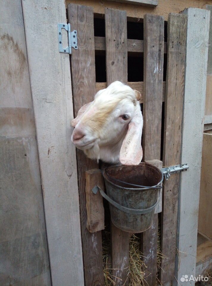 Нубийский козёл на вязку купить на Зозу.ру - фотография № 4