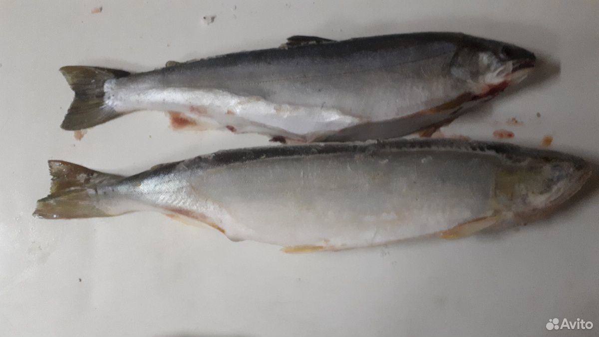 Рыба с Японского и Баренцева моря купить на Зозу.ру - фотография № 2