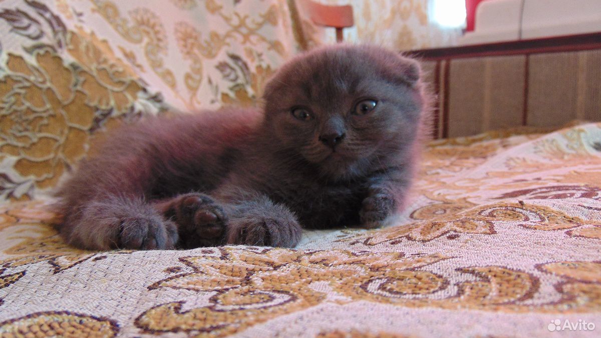 Продам котят купить на Зозу.ру - фотография № 9