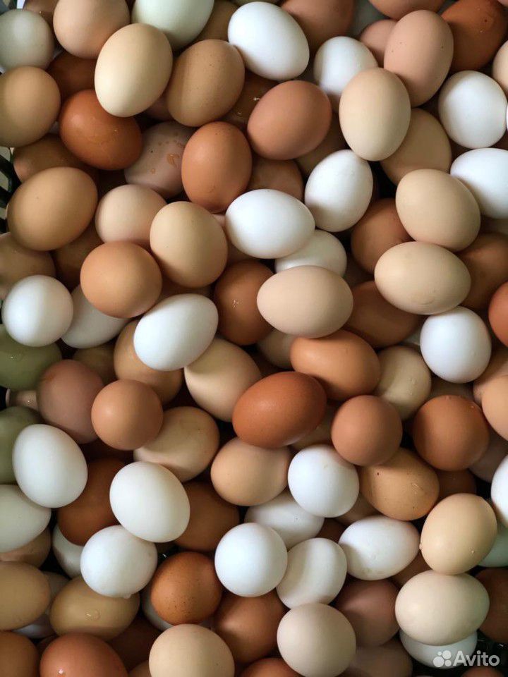 Яйцо куриное и перепелиное (домашнее) купить на Зозу.ру - фотография № 1