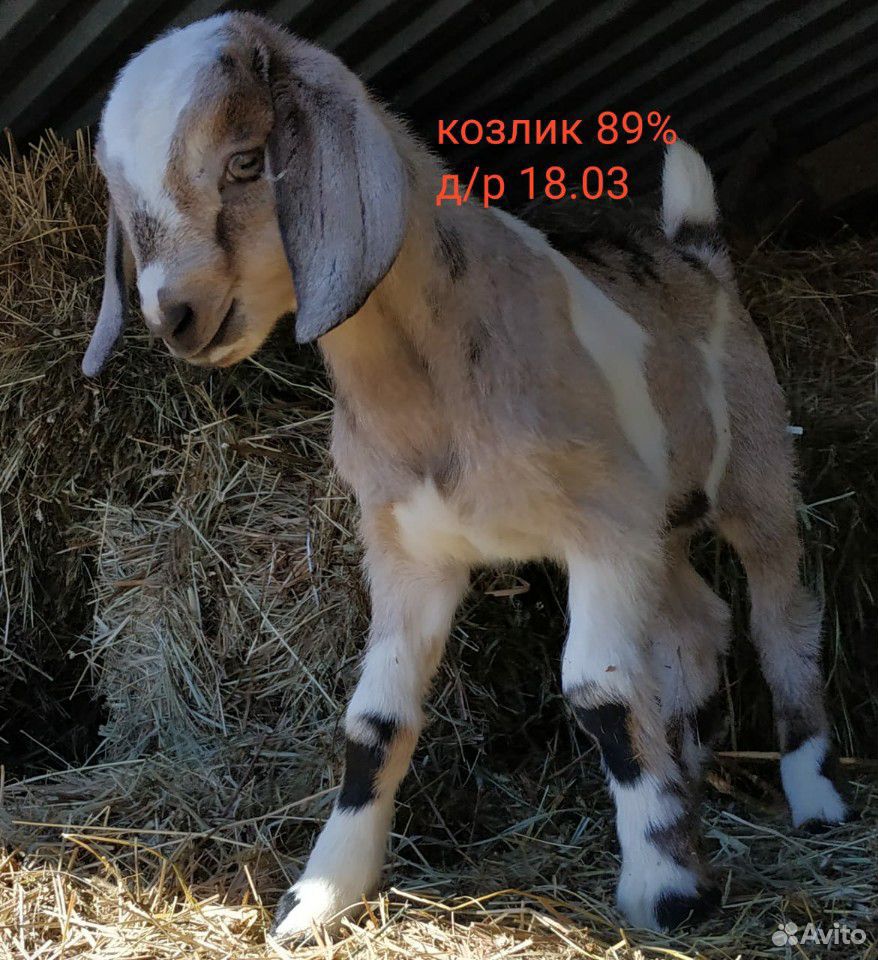 Супер нубийские козы купить на Зозу.ру - фотография № 6