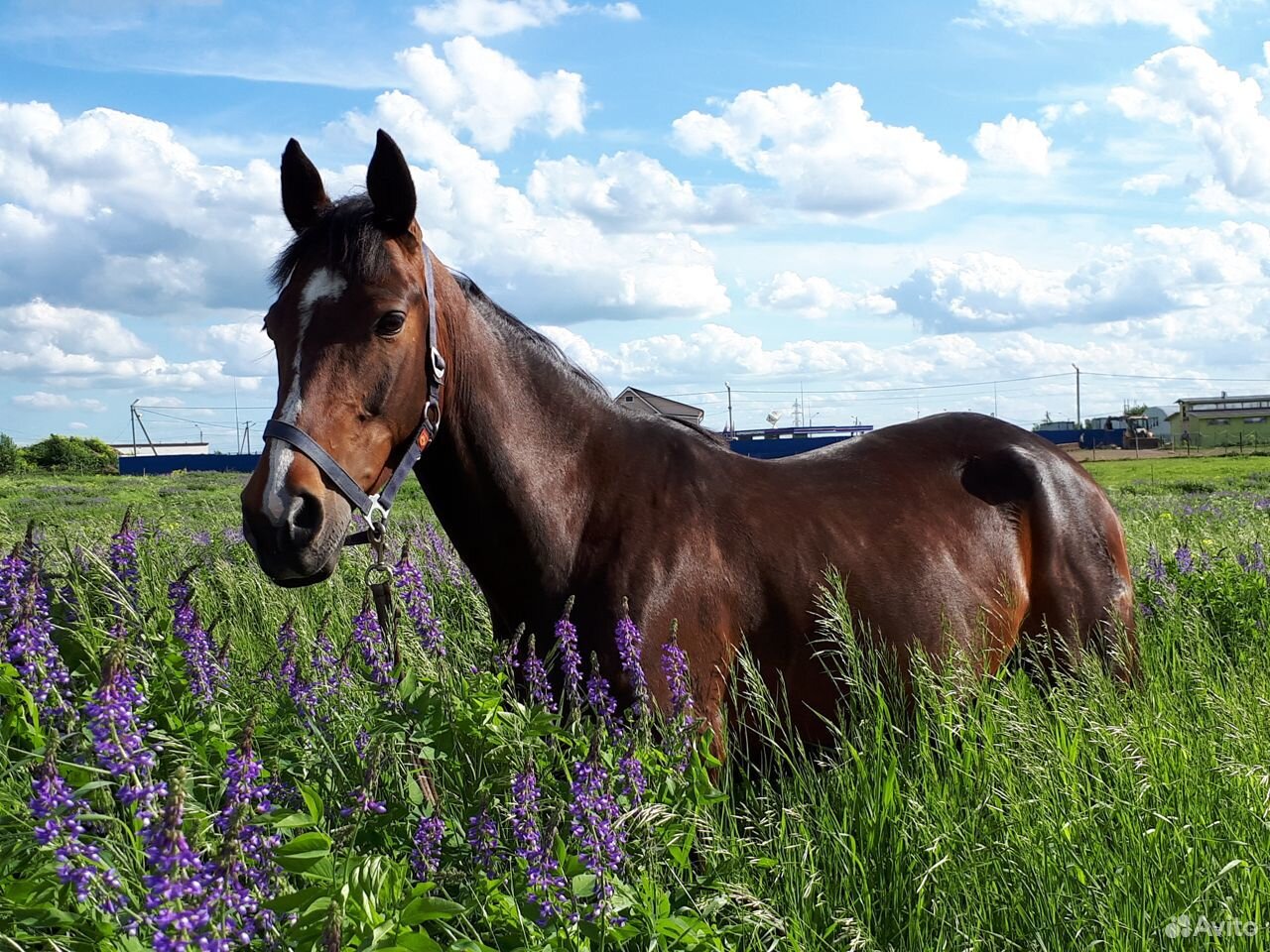 Horse original. Молодая лошадь.