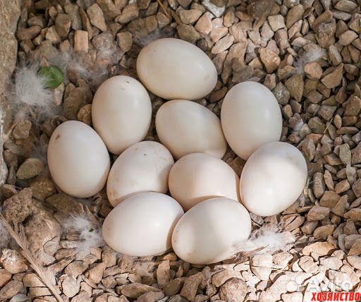 Яйцо утиное инкубационное купить на Зозу.ру - фотография № 1