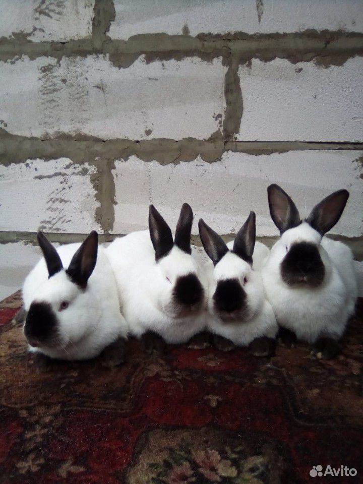 Продам кроликов купить на Зозу.ру - фотография № 7