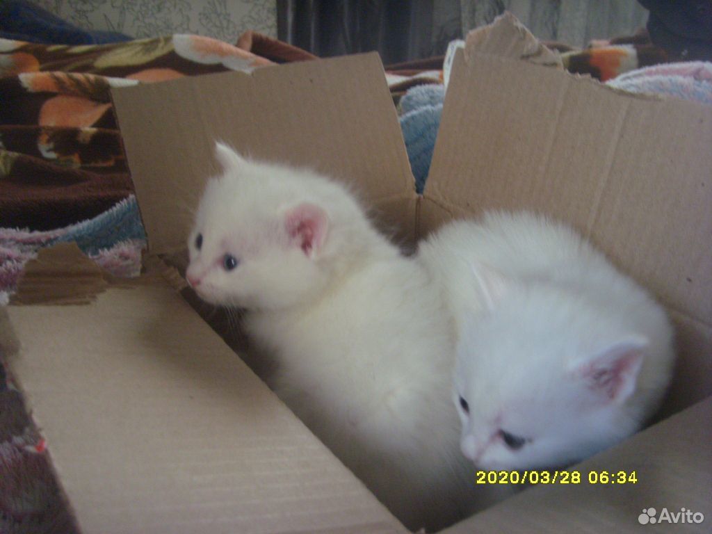 Котята - две кошечки и один котик купить на Зозу.ру - фотография № 8