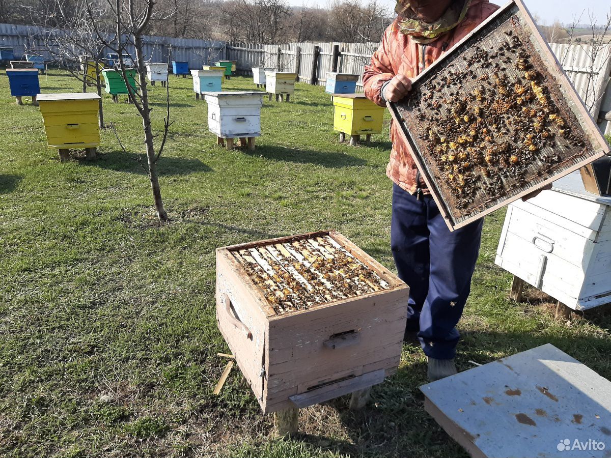 Продаются пчелы, пчелопакеты купить на Зозу.ру - фотография № 4