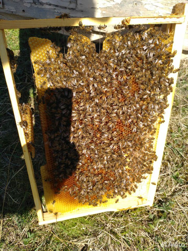 Продам пчелы в Авито не писать купить на Зозу.ру - фотография № 1