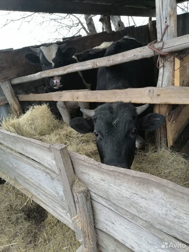 Продаю быков купить на Зозу.ру - фотография № 4