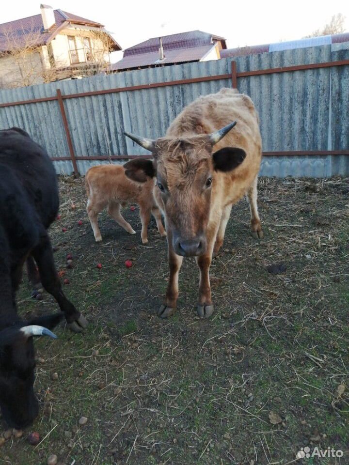 Коровы с телятами купить на Зозу.ру - фотография № 2