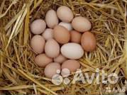 Продам свежие яйца домашних кур купить на Зозу.ру - фотография № 1