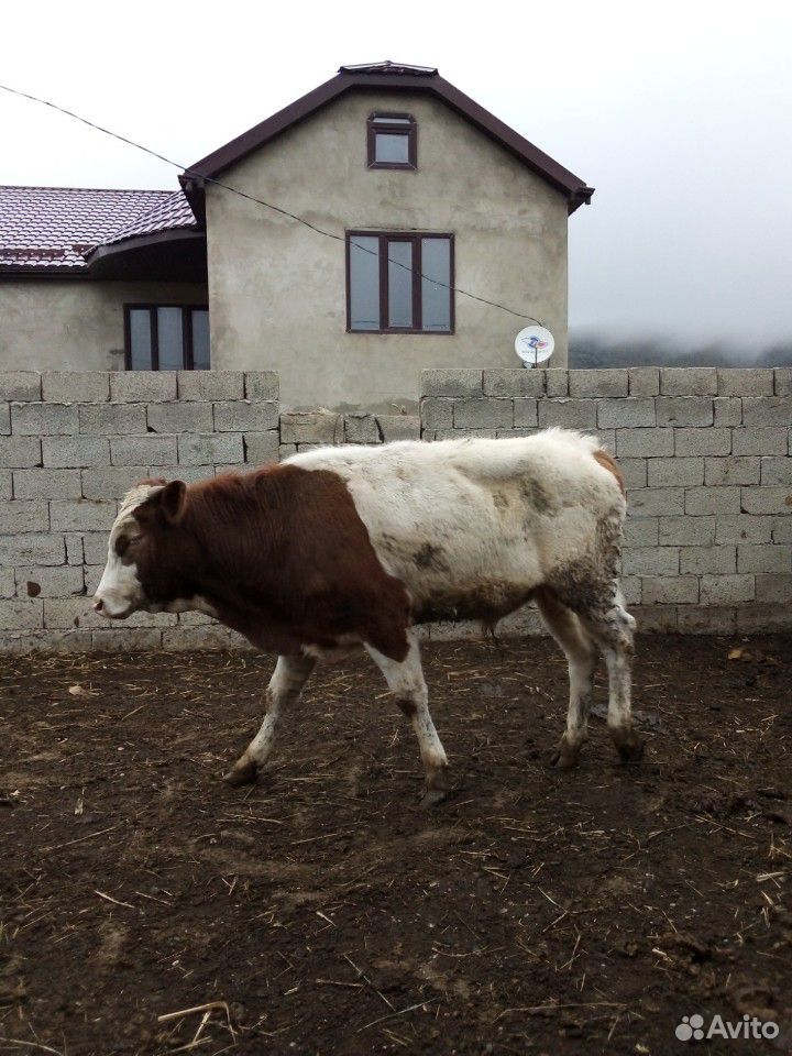 Бычки,корова,тёлки купить на Зозу.ру - фотография № 3