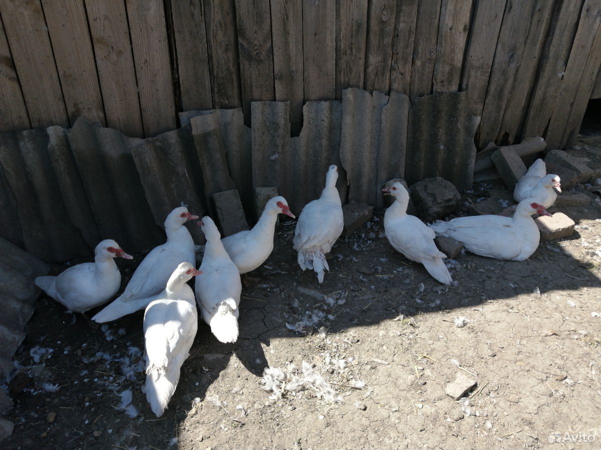 Утки-белые шипуны купить на Зозу.ру - фотография № 1