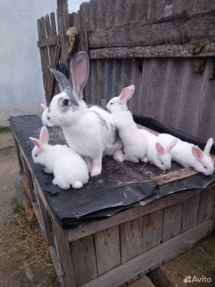 Продам малышей кролики купить на Зозу.ру - фотография № 4