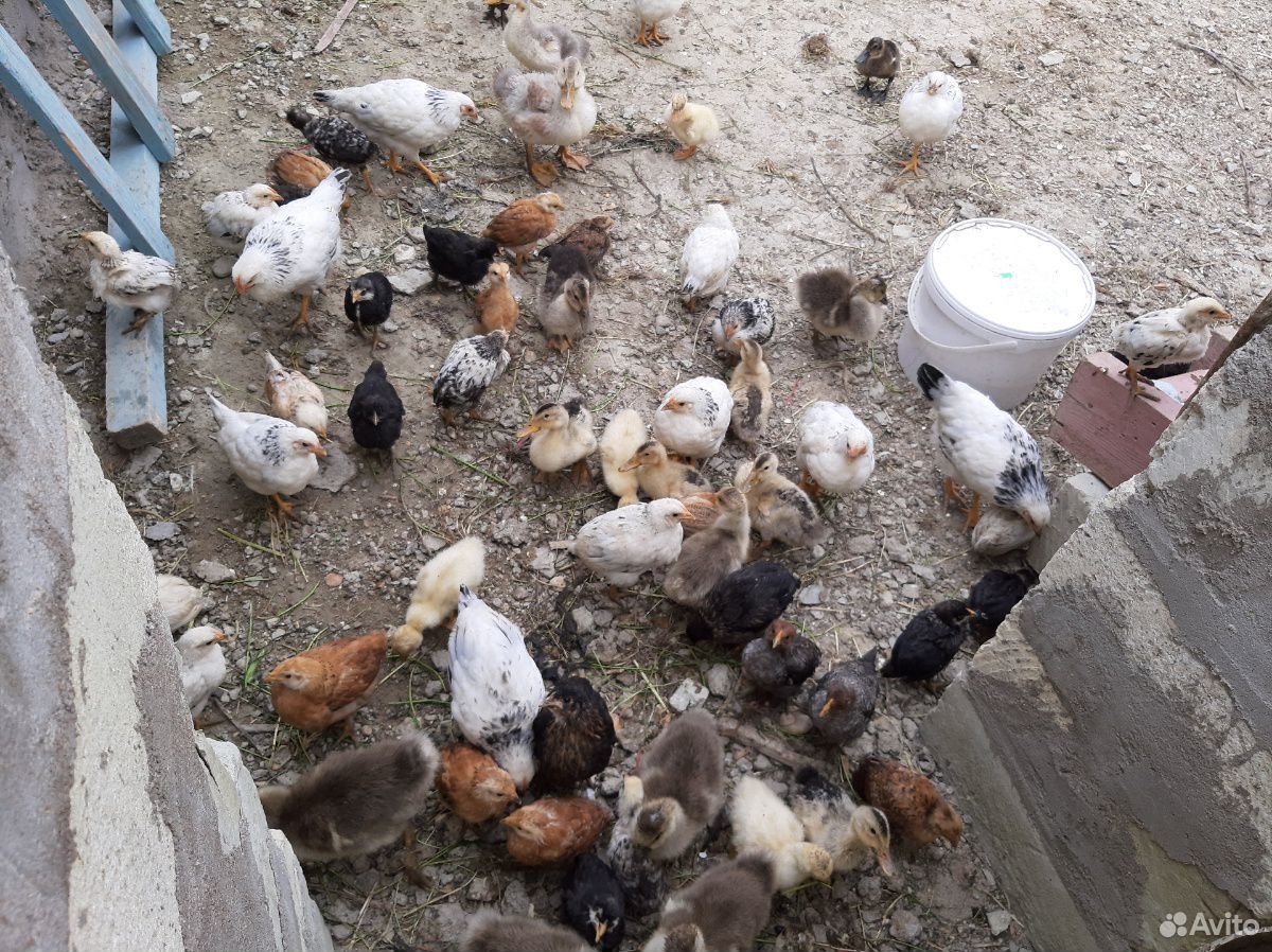 Цыплята,утята,гусята купить на Зозу.ру - фотография № 2