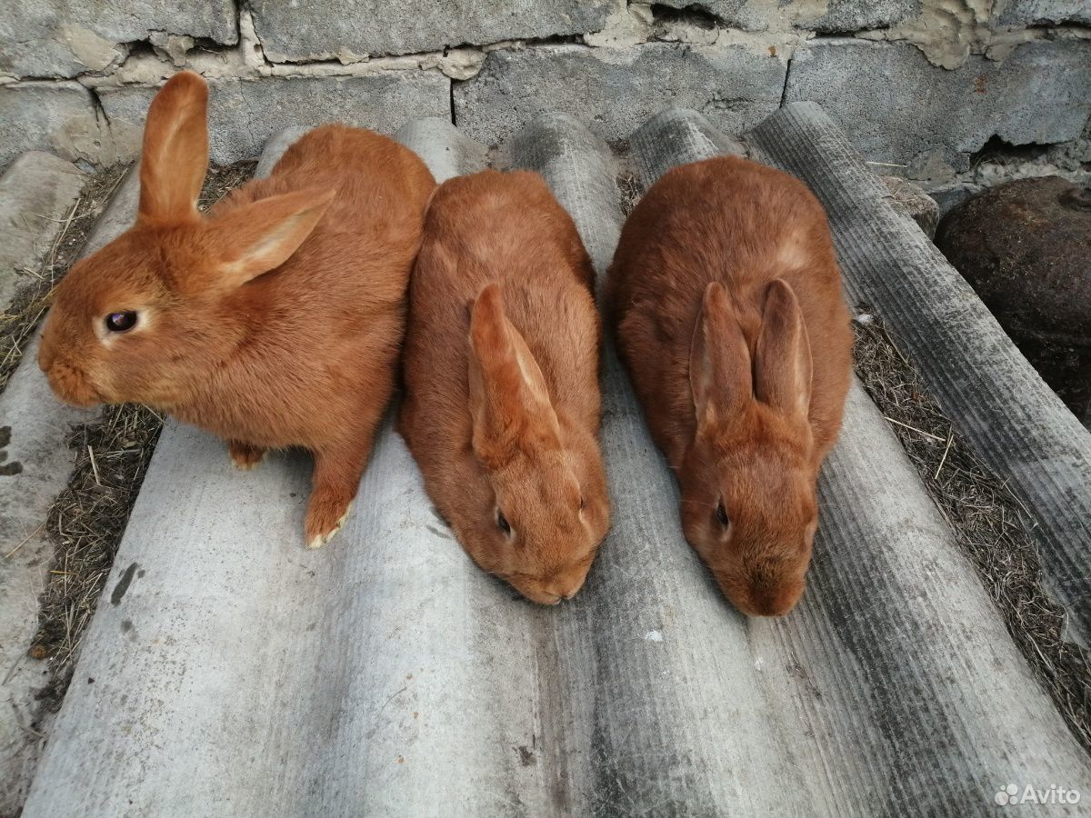 Кролики нзк купить на Зозу.ру - фотография № 2