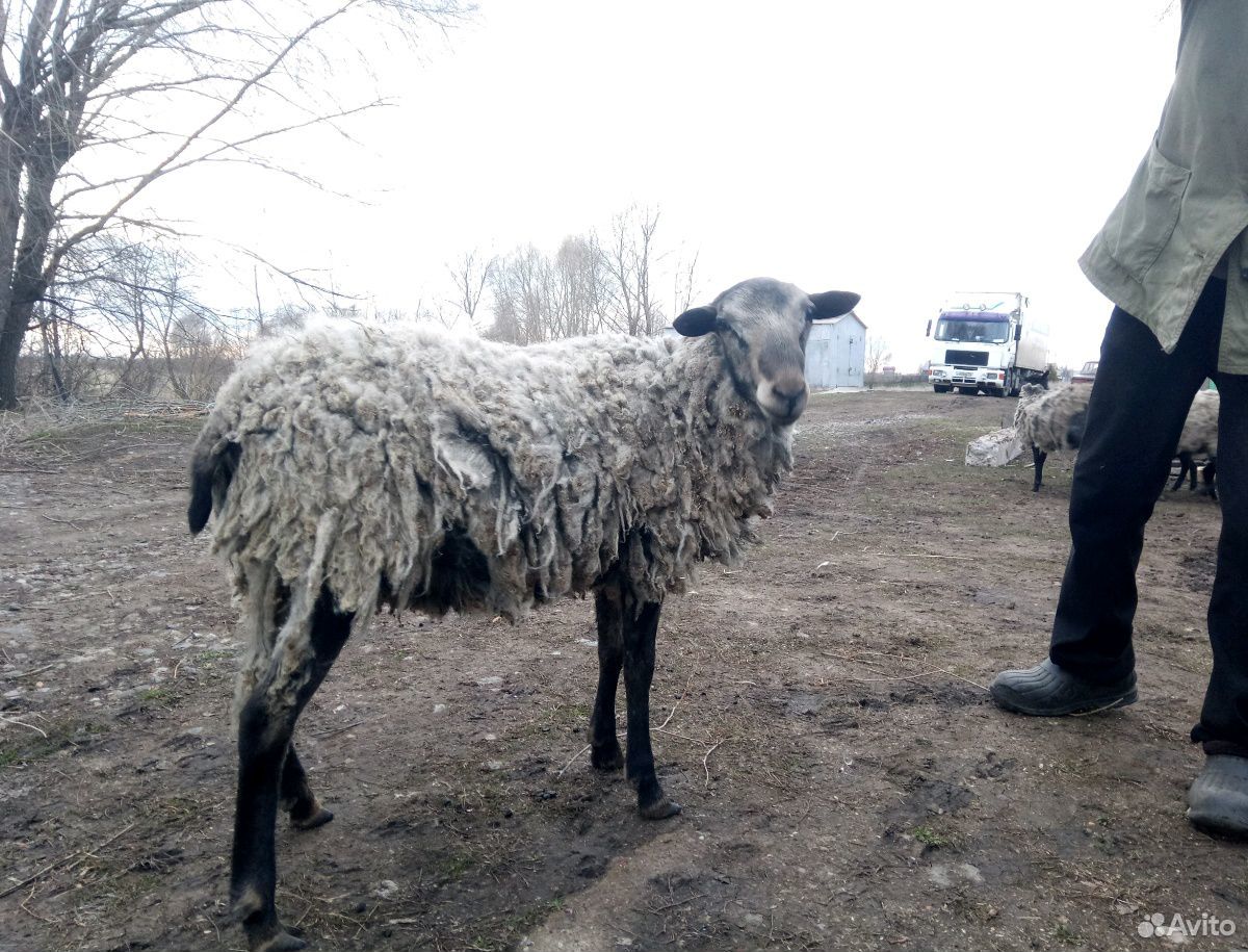 Баран романовской породы