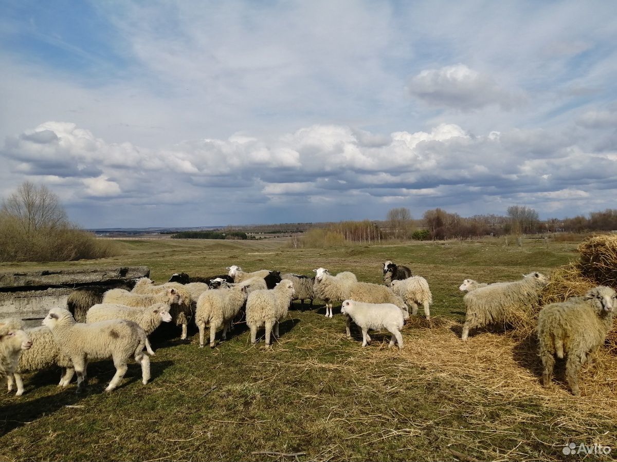 Продаю овец купить на Зозу.ру - фотография № 4