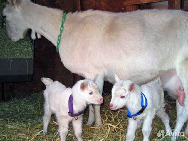 Заанская коза и 2 козлёнка купить на Зозу.ру - фотография № 2