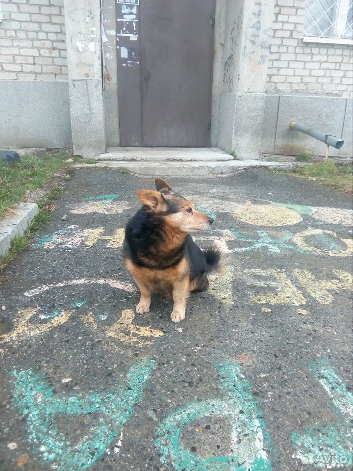 Собачка бездомыш купить на Зозу.ру - фотография № 1