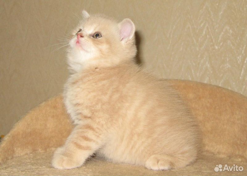 Котята, выращенные с любовью купить на Зозу.ру - фотография № 5