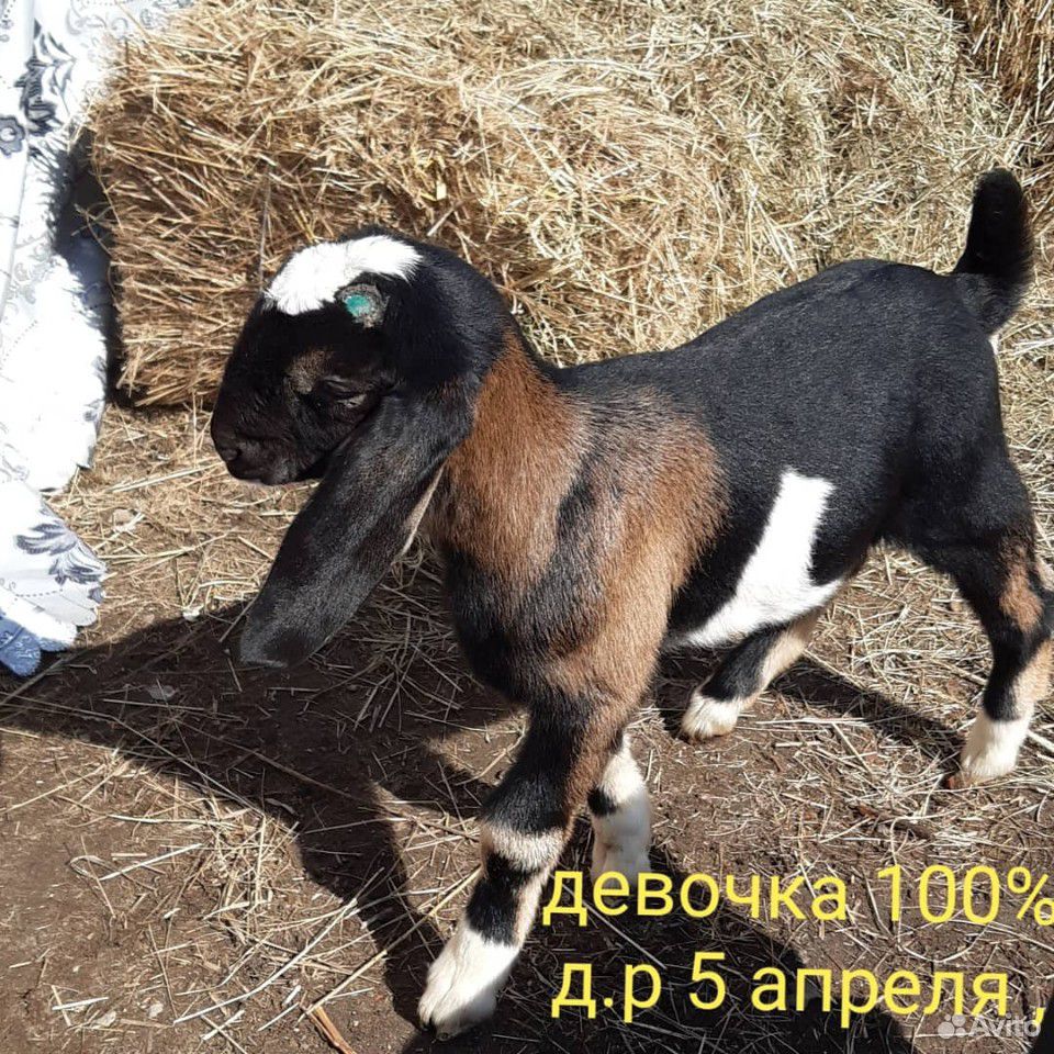 Коза нубийская купить на Зозу.ру - фотография № 3