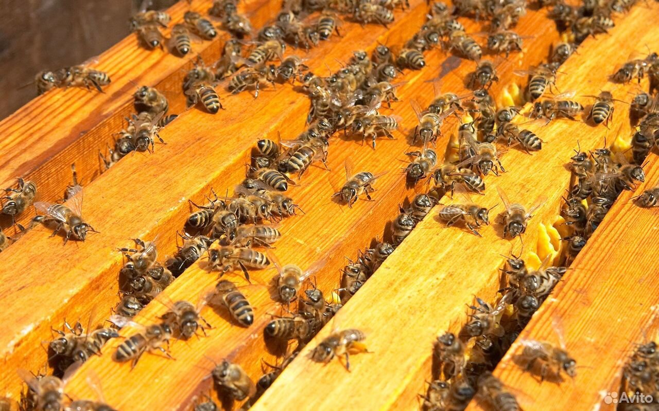 Пчелосемьи на 12 рамках купить на Зозу.ру - фотография № 1
