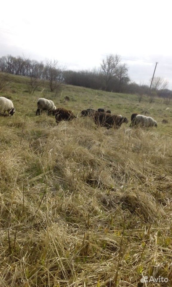 Овцы, бараны купить на Зозу.ру - фотография № 3