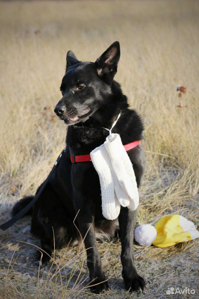 Самая лучшая собака ищет самых лучший хозяев купить на Зозу.ру - фотография № 2
